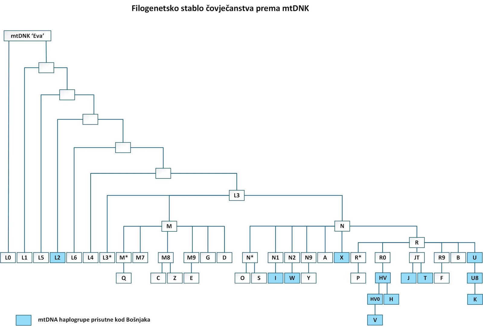 Filogenetsko stablo mt-DNK haplogrupa